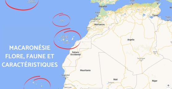 Macaronésie : Archipel, climat, flore et faune