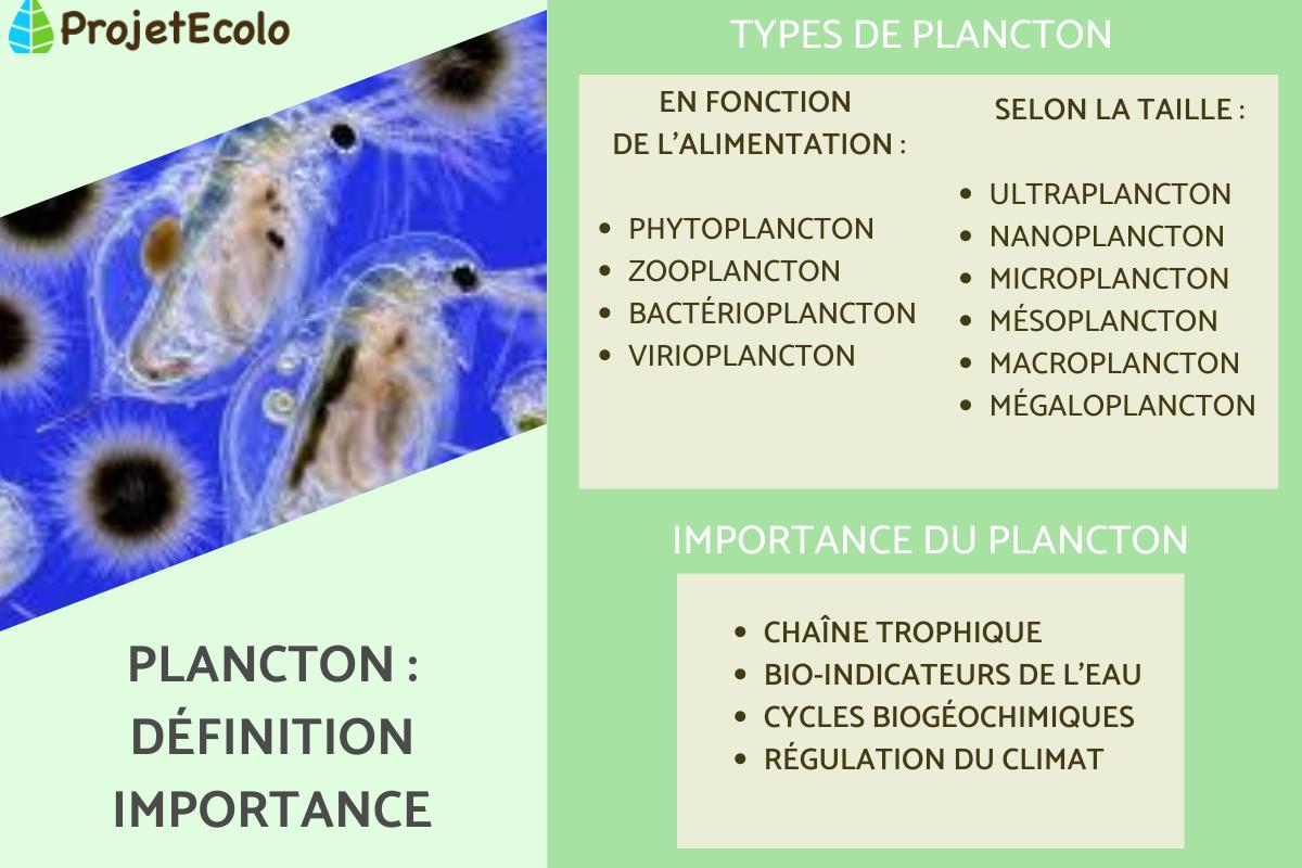 Plancton : définition et importance