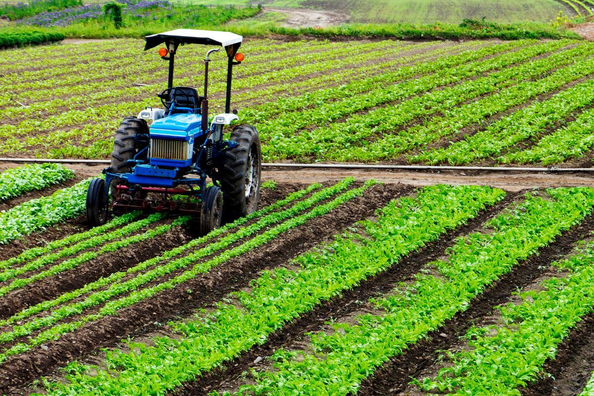 Secteur agricole : définition, activités et importance
