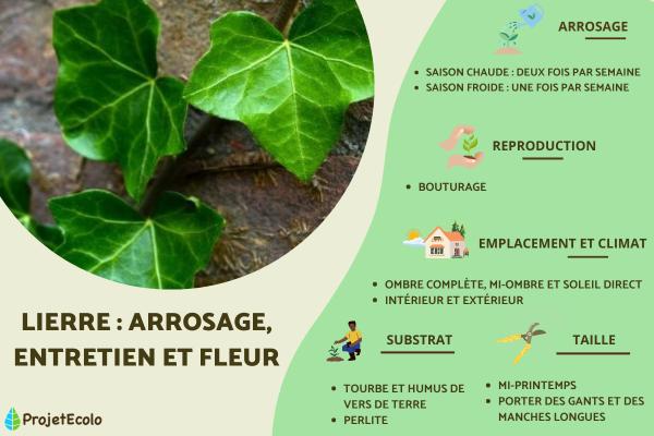 Lierre : arrosage, entretien et fleur