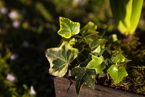 Lierre : arrosage, entretien et fleur - Substrat pour le lierre