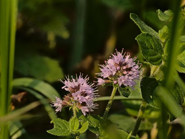 Menthes sauvages - Menthe banane (Mentha arvensis 'Banana')