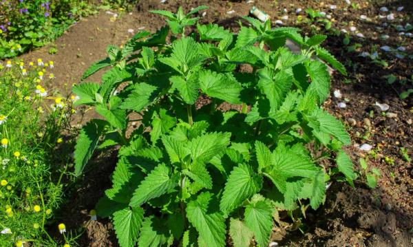 Menthes sauvages - Menthe citronée ou menthe bergamote (Mentha citrata)