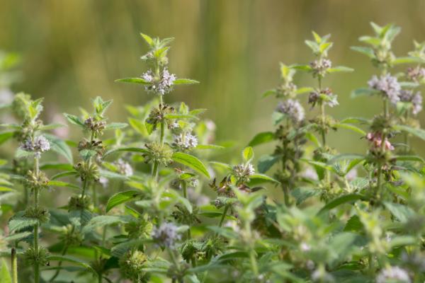 Menthes sauvages - Menthe des champs (Mentha arvensis)