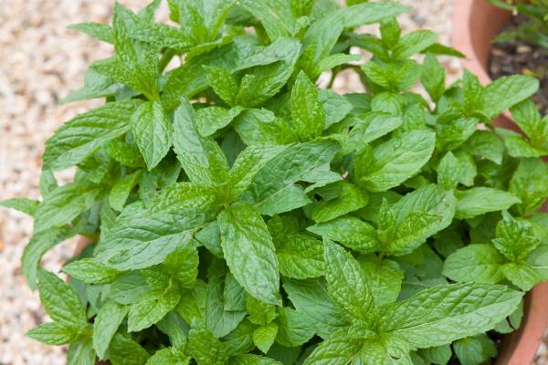 Menthes sauvages - Menthe en épi ou menthe verte (Mentha spicata)