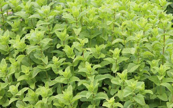 Menthes sauvages - Menthe marocaine (Mentha spicata var. crispa)