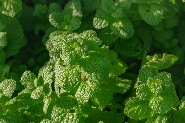 Menthes sauvages - Menthe odorante ou menthe à feuilles rondes (Mentha suaveolens)