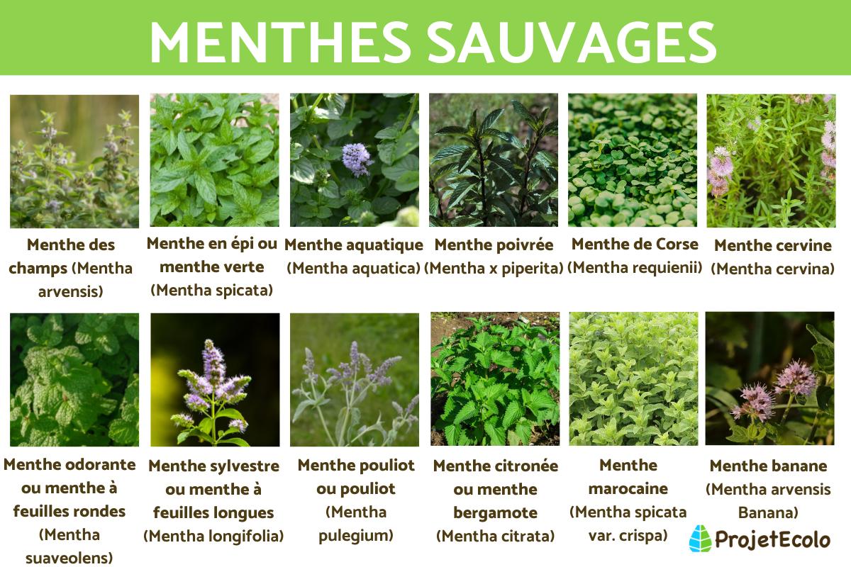 Menthes sauvages