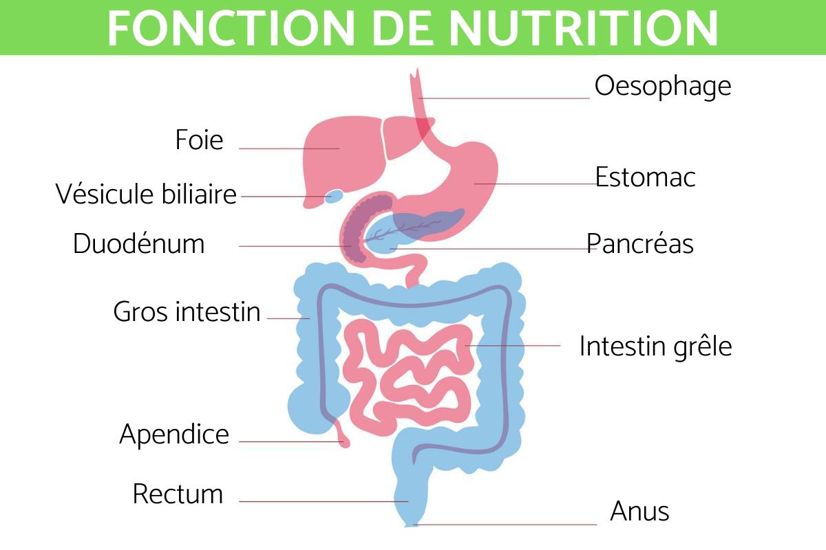 Fonction de nutrition : Définition et processus