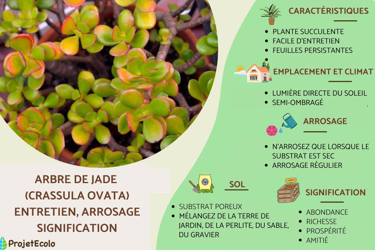 Arbre de Jade (Crassula ovata) : entretien, arrosage, signification