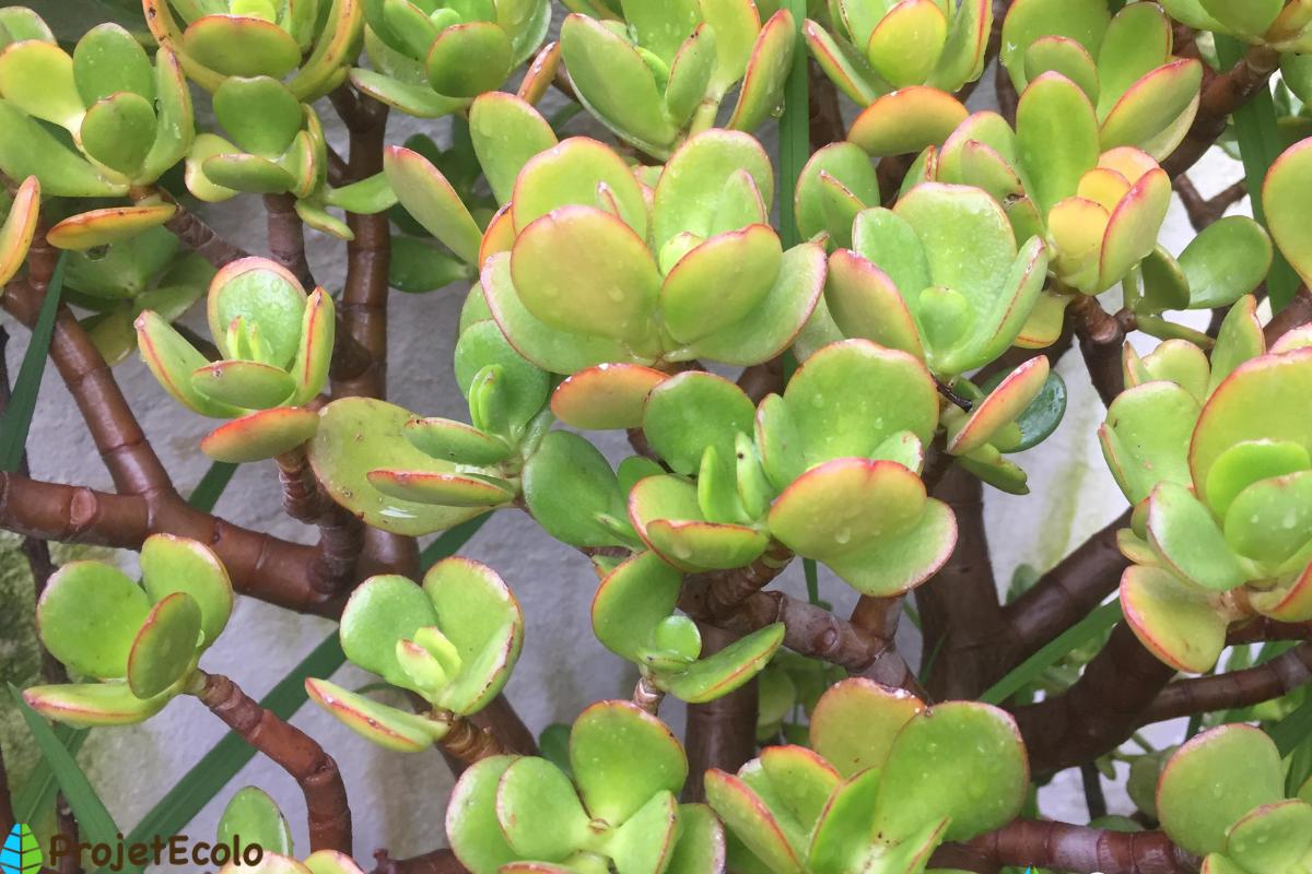 ARBRE de JADE (CRASSULA OVATA) : ENTRETIEN, ARROSAGE, SIGNIFICATION