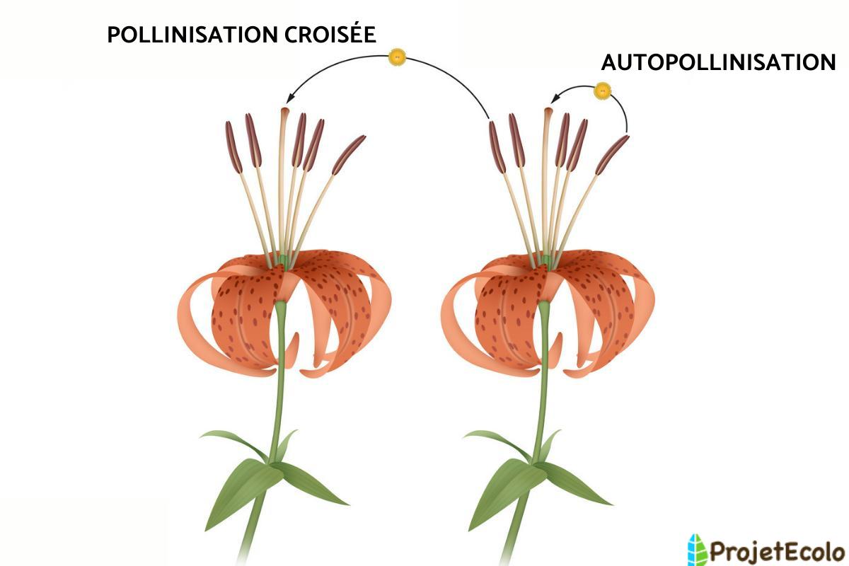 Qu'est-ce que l'autopollinisation ?