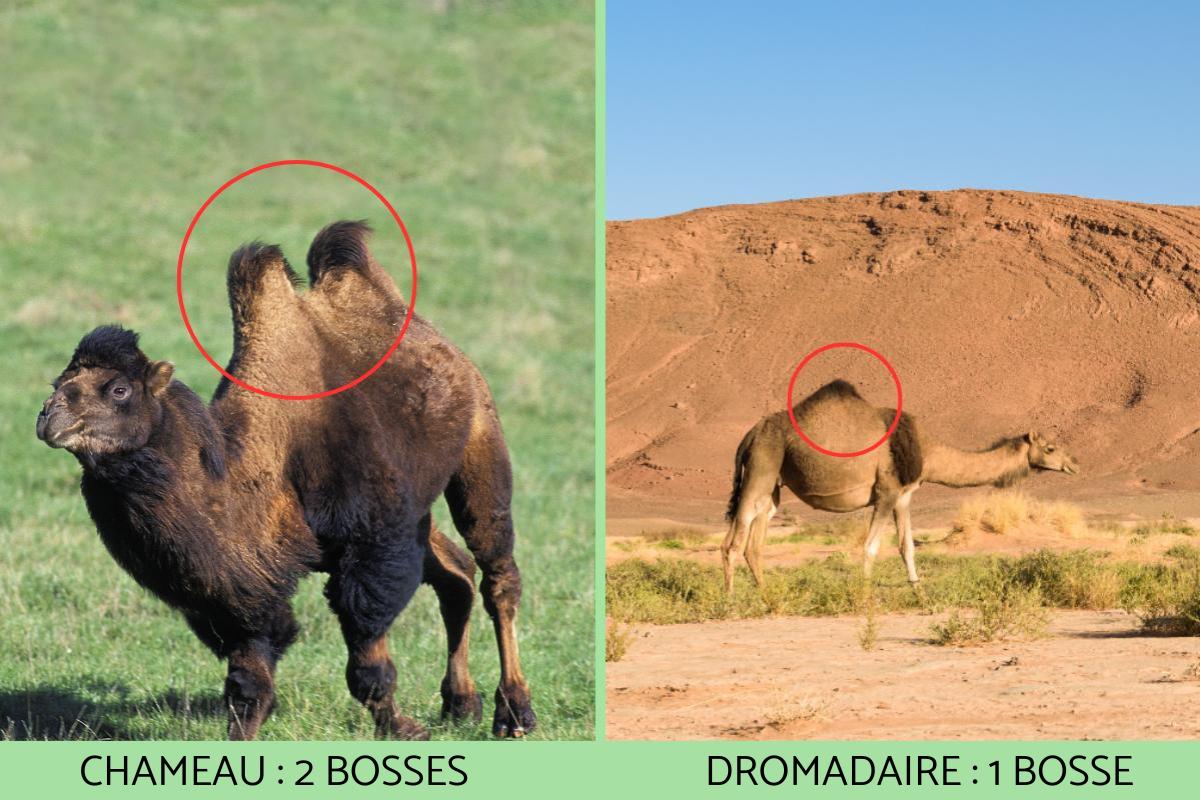 Quelle Est La Différence Entre Un Chameau Et Un Dromadaire Différence entre chameau et dromadaire