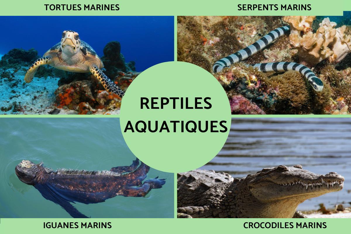 Reptiles aquatiques : caractéristiques, respiration et liste