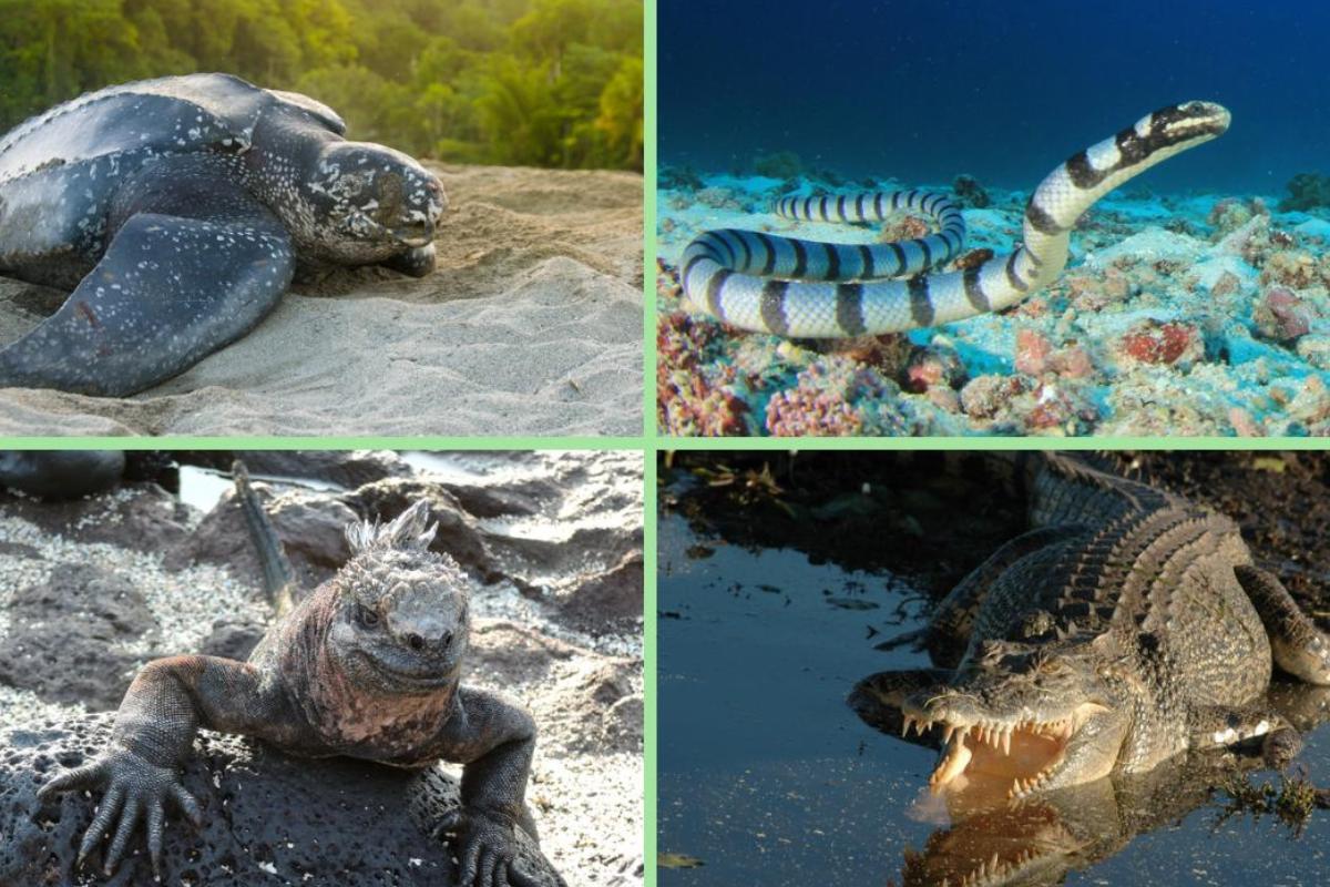 Reptiles aquatiques caractéristiques, respiration et liste — free download