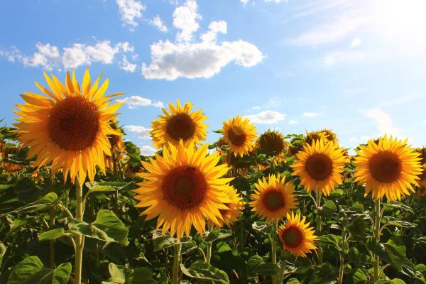 Quelle est la plus grande fleur du monde - Helianthus annuus