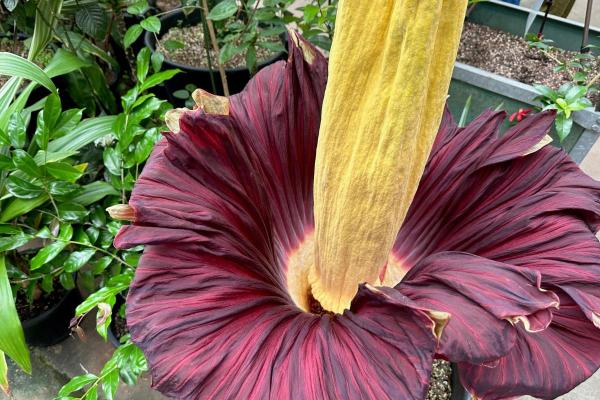 Quelle est la plus grande fleur du monde - Phallus de Titan ou Arum Titan, la deuxième fleur la plus grande du monde