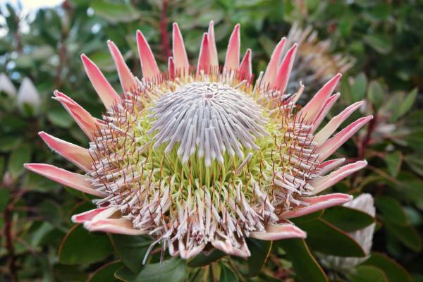Quelle est la plus grande fleur du monde - Protea cynaroides