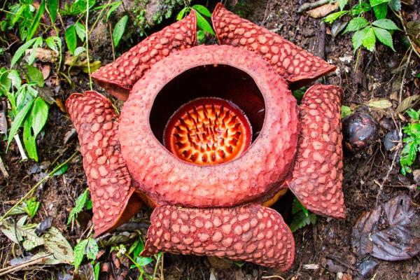 Quelle est la plus grande fleur du monde - Rafflesia, la plus grande fleur du monde