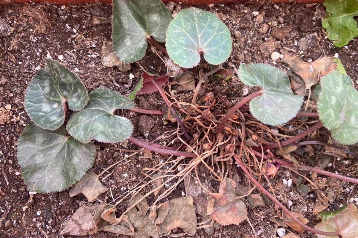 Cyclamen avec des feuilles jaunes : causes et que faire