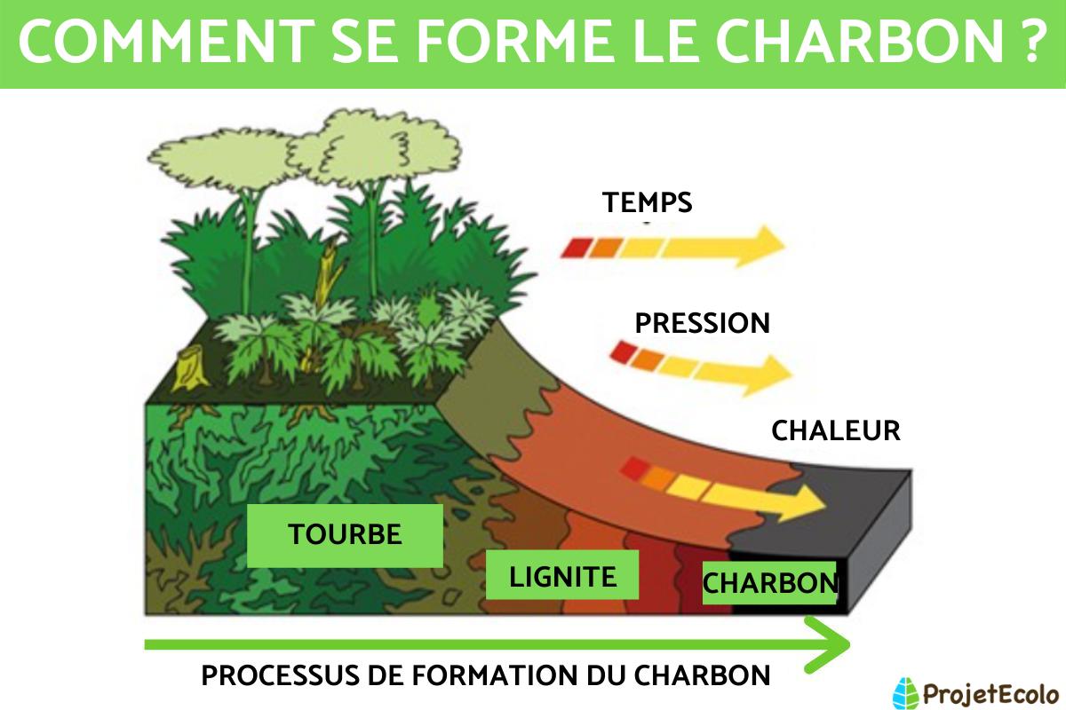 Comment se forme le charbon ?