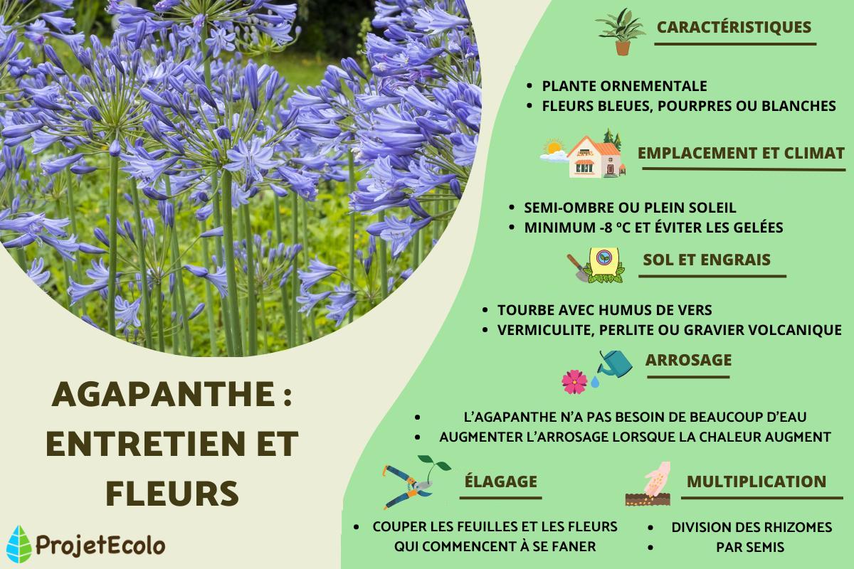 Agapanthe : entretien et fleurs
