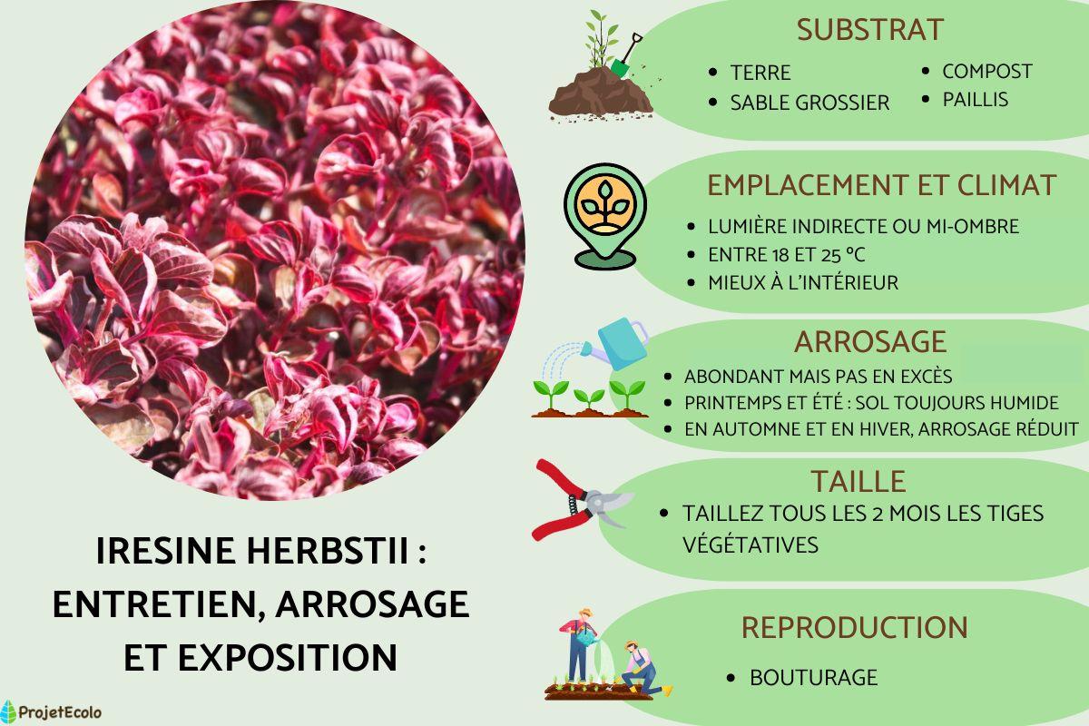 Iresine herbstii : entretien, arrosage et exposition