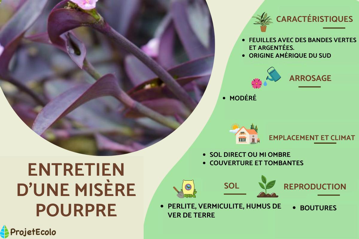Tradescantia pallida ou misère pourpre : bouture, entretien et arrosage