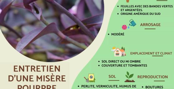 Tradescantia pallida ou misère pourpre : bouture, entretien et arrosage