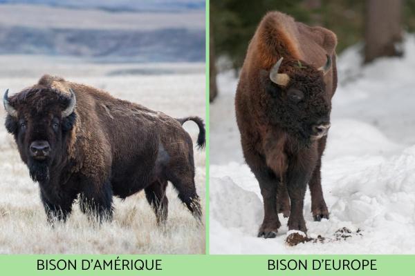 Différence entre buffle et bison - Caractéristiques d'un bison