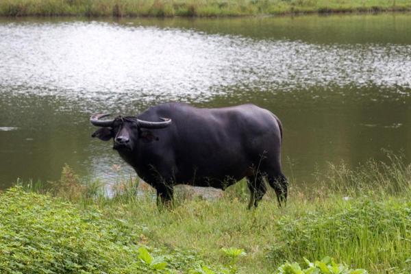 Différence entre buffle et bison - Caractéristiques d'un buffle