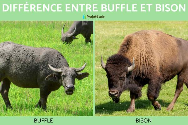 Différence entre buffle et bison