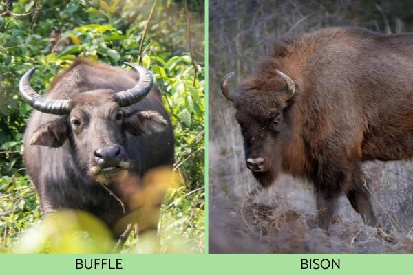 Différence entre buffle et bison - Différences entre buffle et bison
