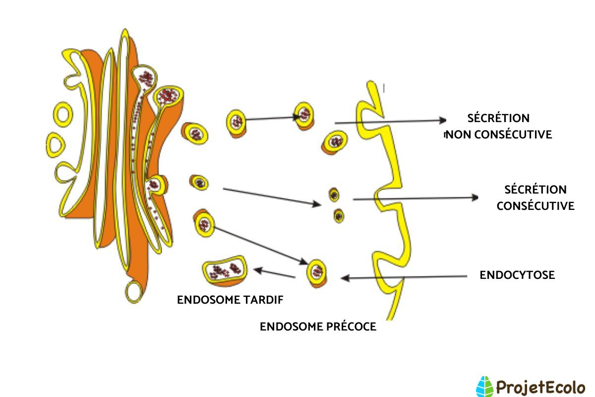 Appareil de Golgi : Définition, rôle et schéma