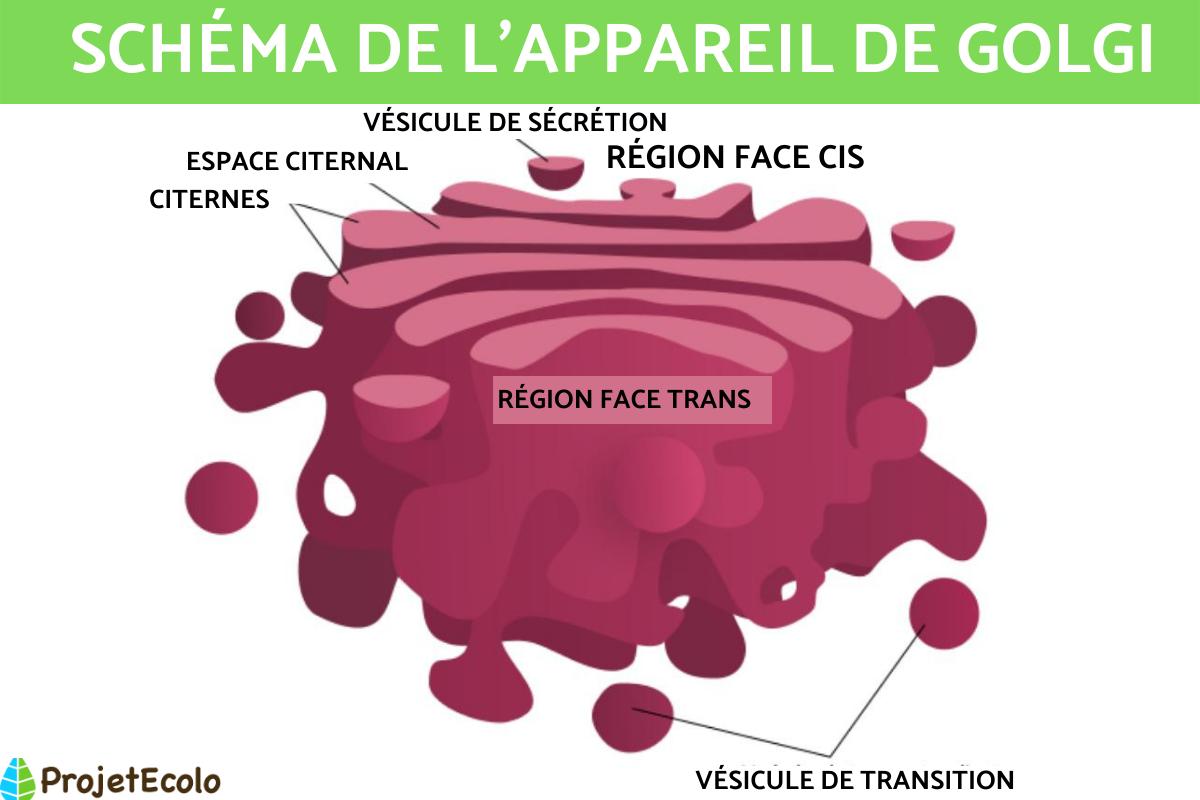 Appareil de Golgi : Définition, rôle et schéma