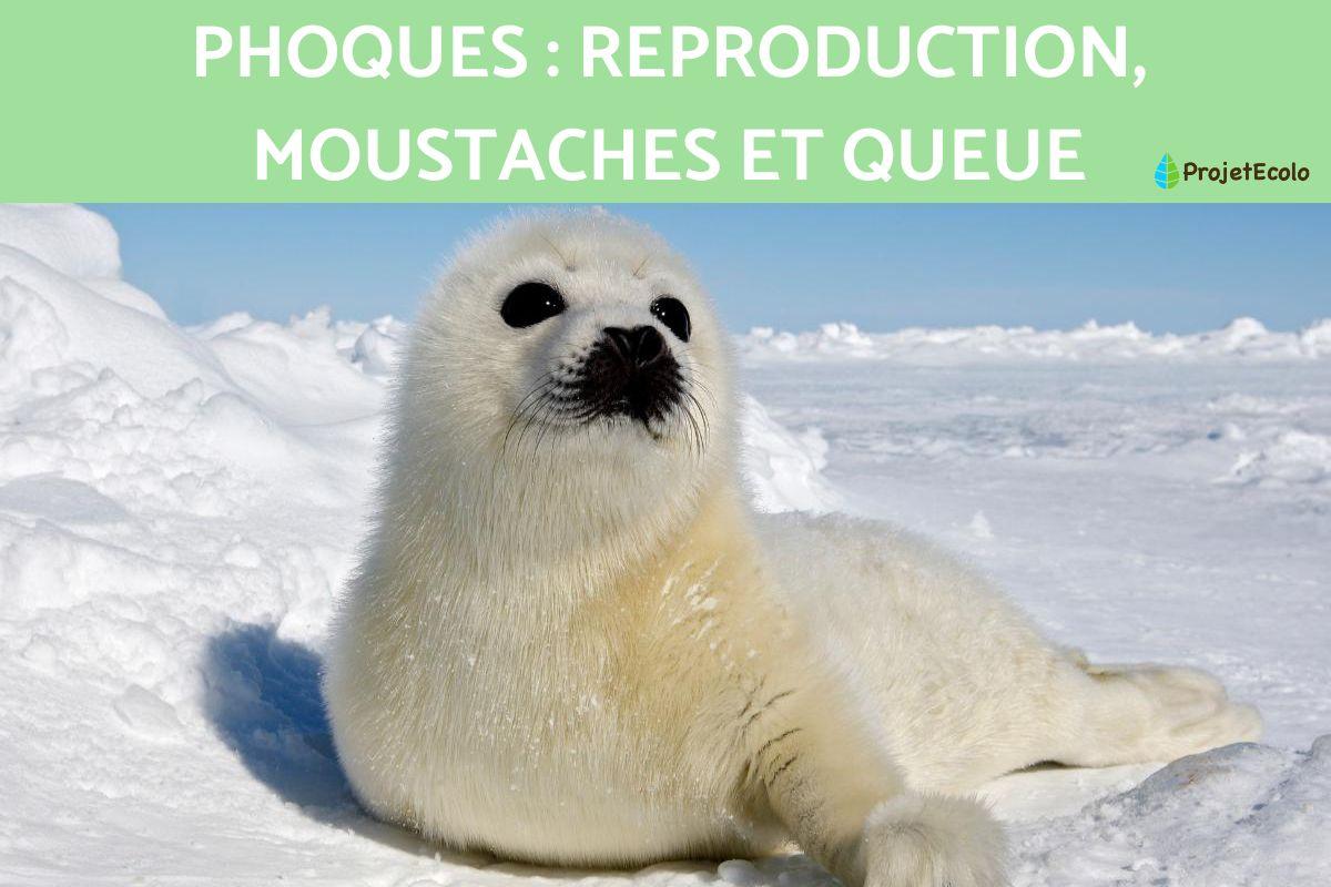 Phoques : reproduction, moustaches et queue
