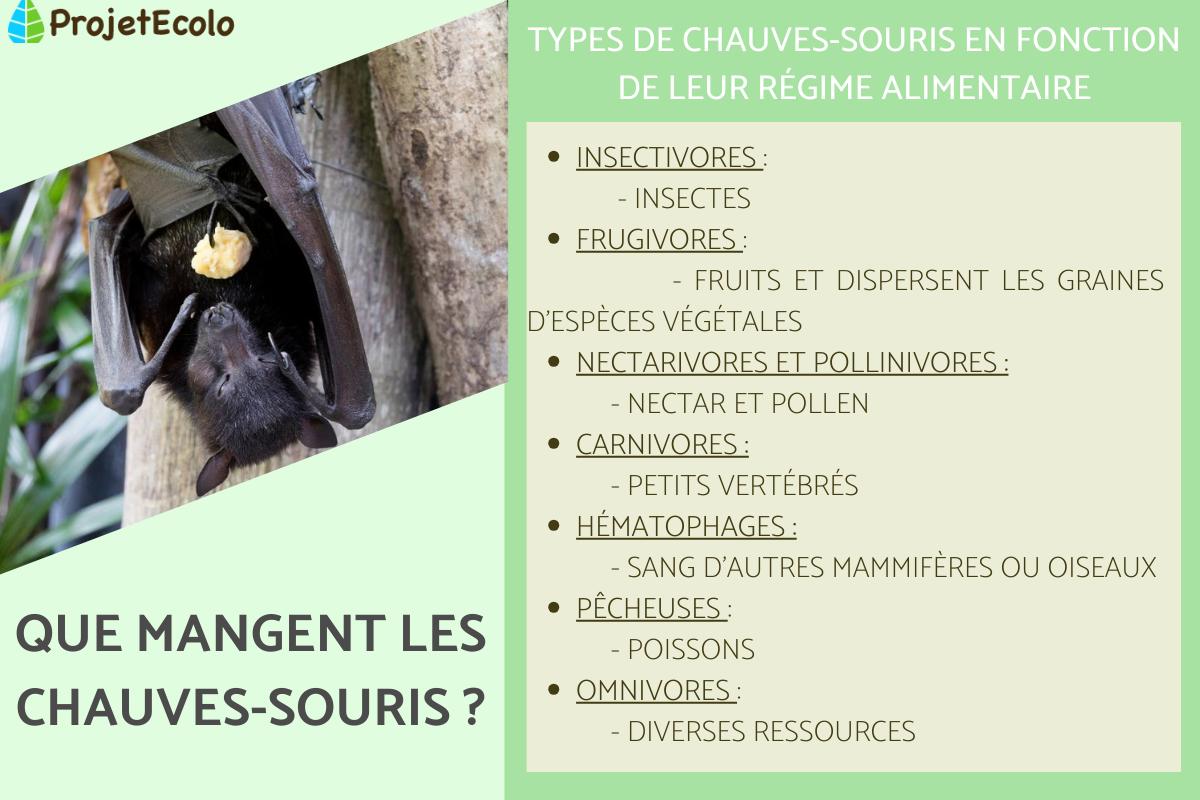 Que mange une chauve-souris ?