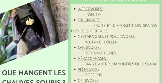 Que mange une chauve-souris ?
