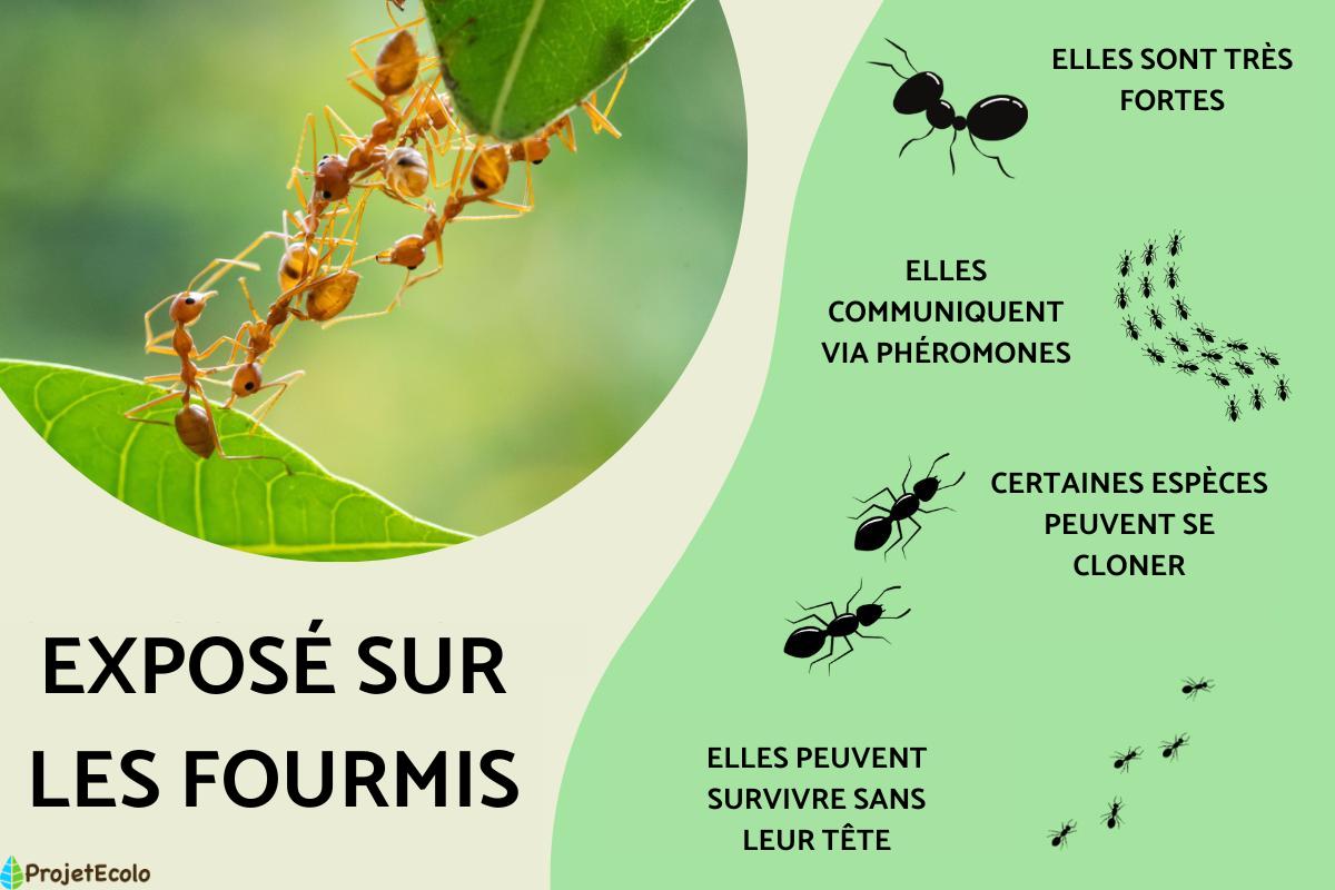 Exposé sur les fourmis