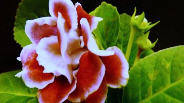 Entretien d'une gloxinia - Comment sont les gloxinias ?