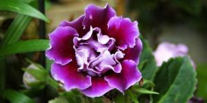 Entretien d'une gloxinia
