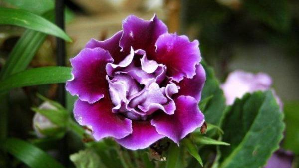 Entretien d'une gloxinia