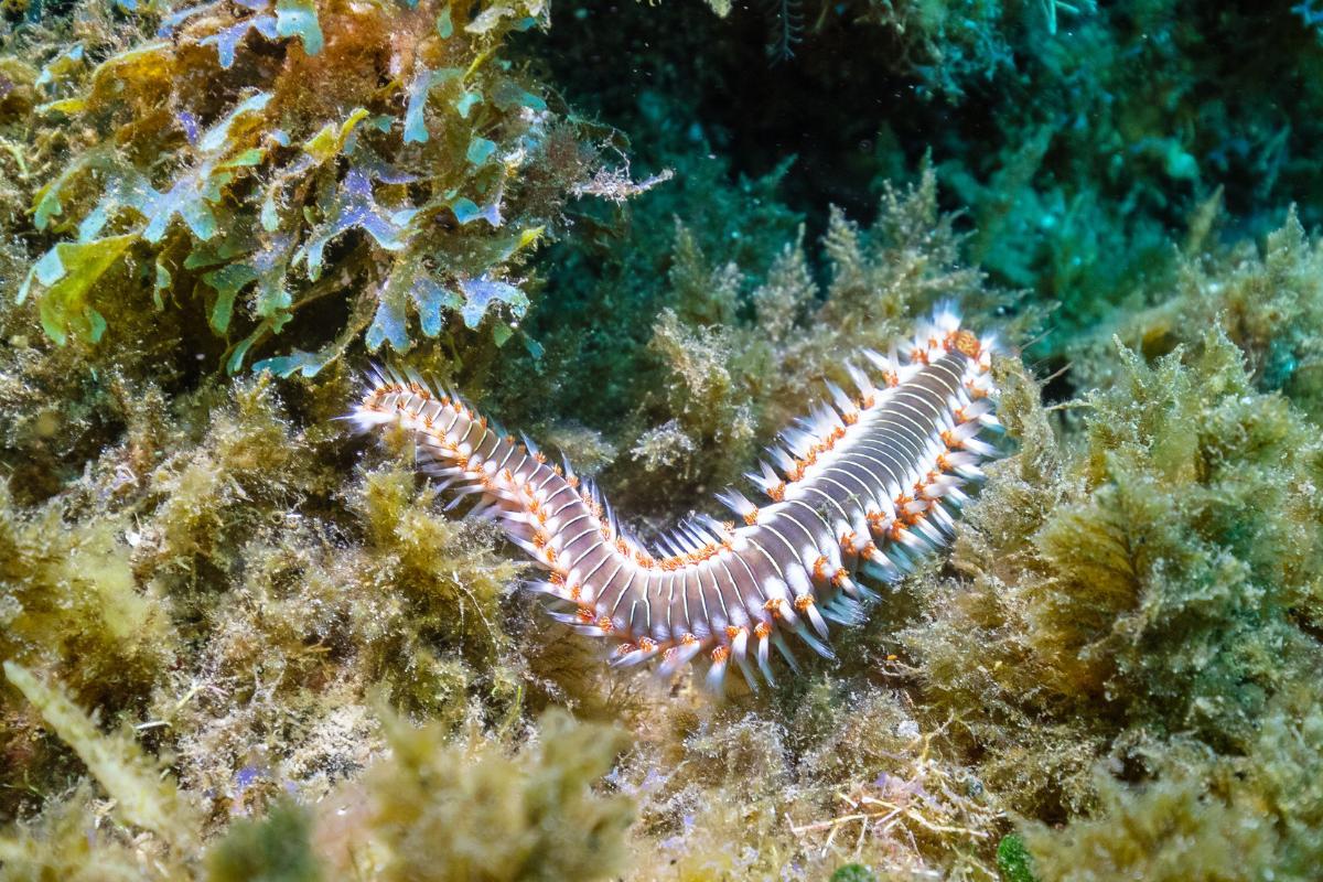 Polychètes : Définition, exemples et habitat