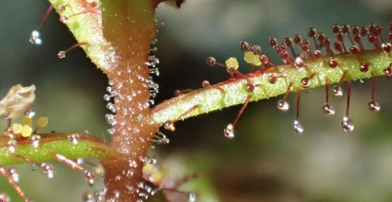 Trichomes : définition, fonction et types