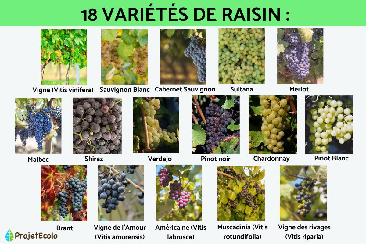 Variétés de raisin