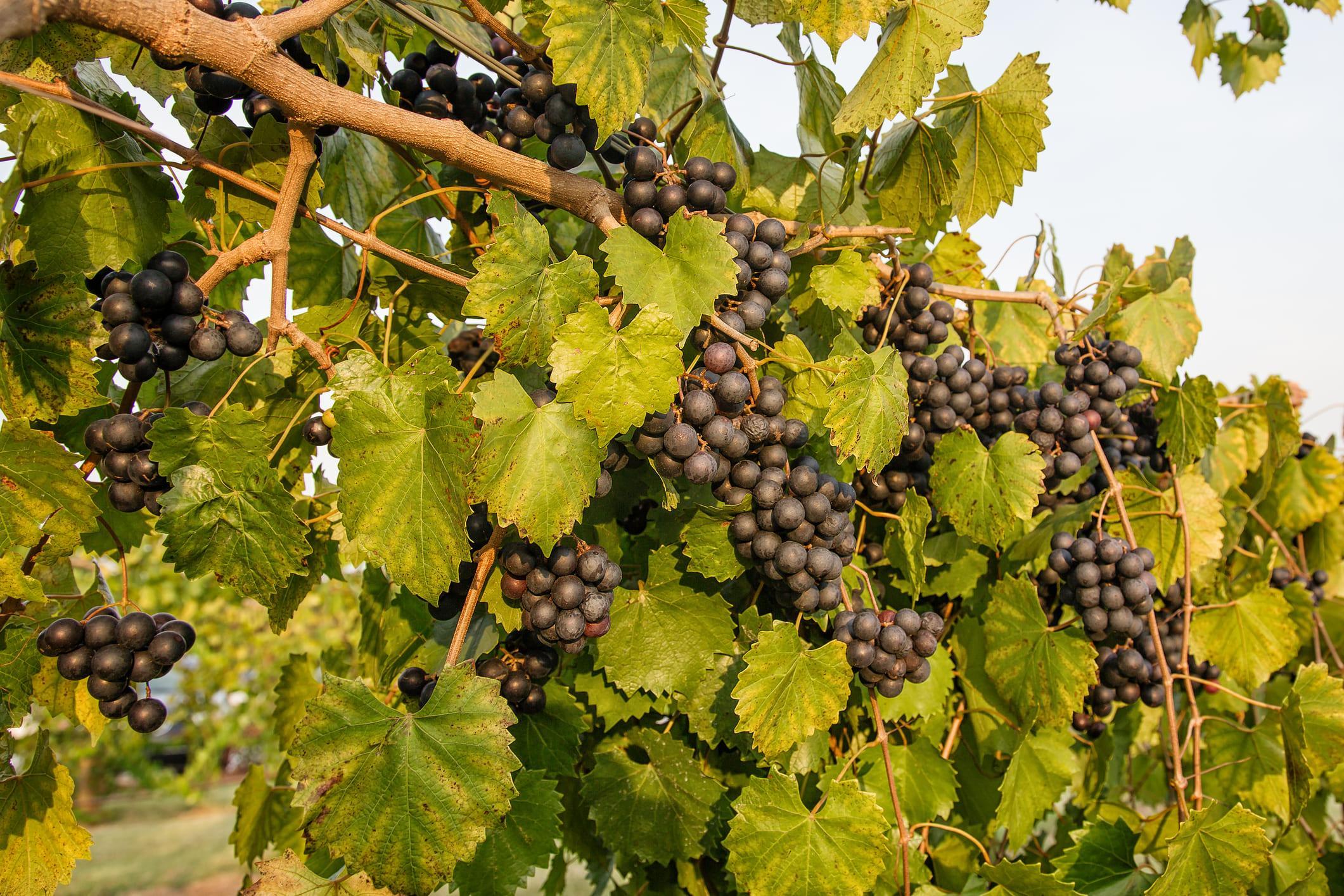 18 VARIÉTÉS DE RAISIN Guide complet (avec PHOTOS)