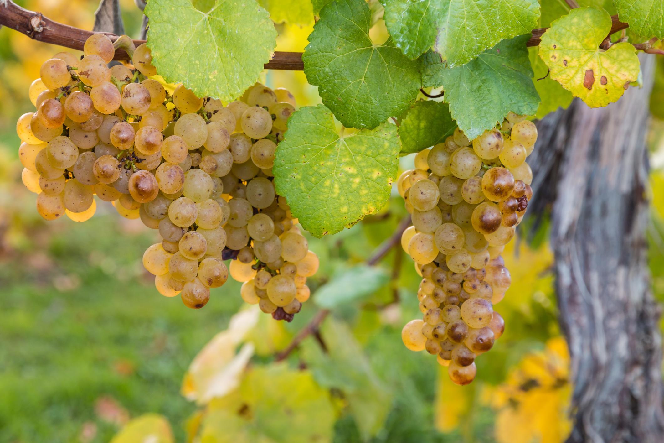 18 VARIÉTÉS DE RAISIN Guide complet (avec PHOTOS)