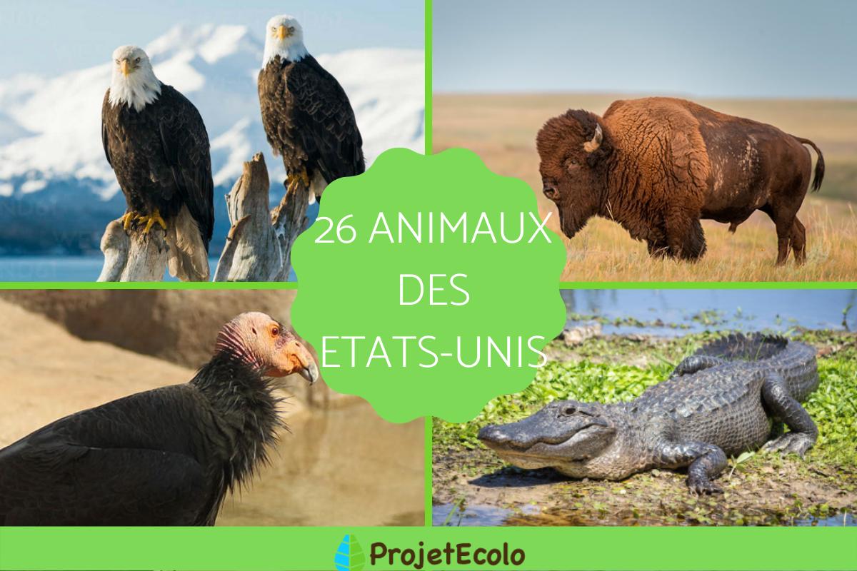 Animaux des Etats-Unis