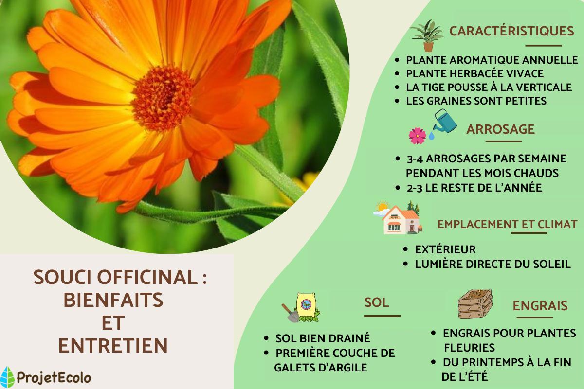Souci officinal : propriétés, bienfaits et entretien