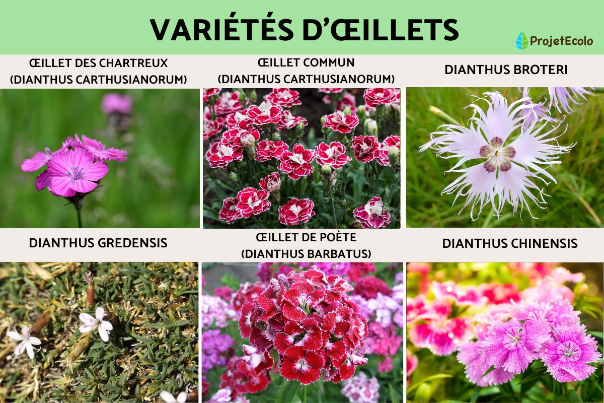 Variétés d’œillets